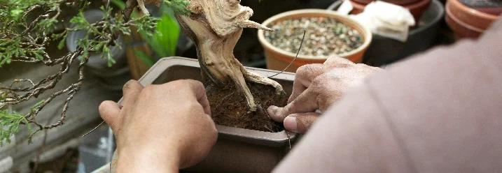 Person pflegt einen Bonsai